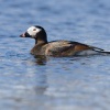 Hoholka ledni - Clangula hyemalis - Long-tailed Duck 8261